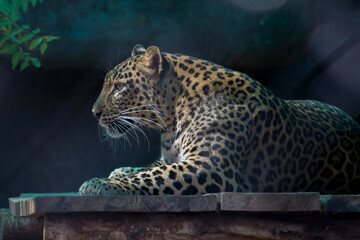 Jaguar ready for hunting