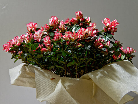 A gift that is always appreciated by women for any occasion. A group of azaleas for Valentine's day.
