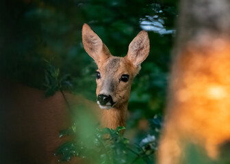 female Roe Deer