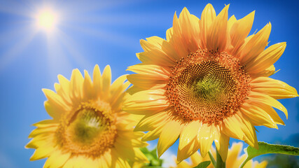 Two large sunflower flowers on a background of blue sky.