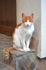 Close up of tabby white ginger red cat sitting on stone stairs 