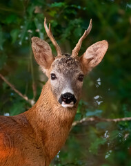 Roe Buck portrait