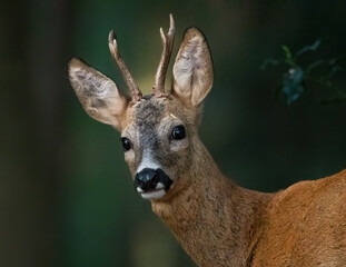 Roe Buck portrait