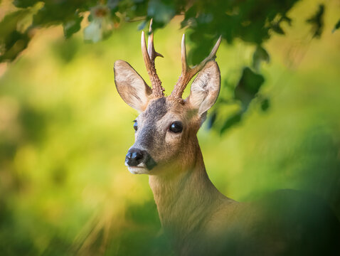 Roe Buck portrait