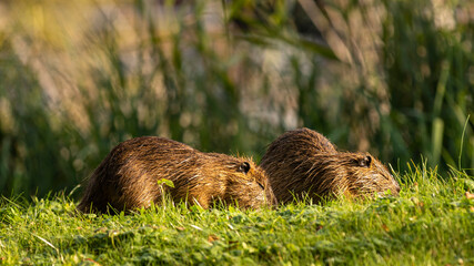 Two water rats eating outdoors and enjoying warm German autumn weather