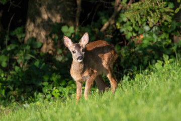 Roe Deer fawn