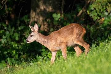 Roe Deer fawn