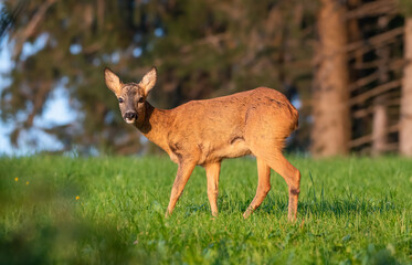 Roe Deer fawn