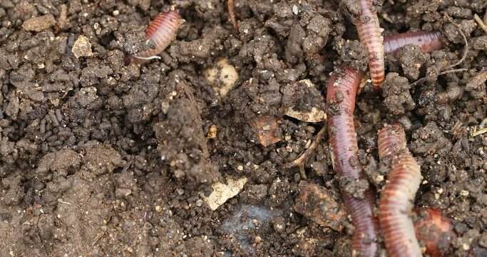 Vermicompost (vermi-compost), Vermicomposting waste and make nutrient-rich "worm manure"