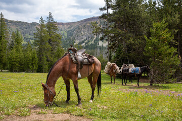 Horse grazing and pack mules in the background preparing to head down the mountain