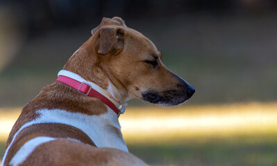A white and brown spotted female dog sleeping in the garden. Pink collar. Animal world. Pet lover. Dog lover. Animals defender.
