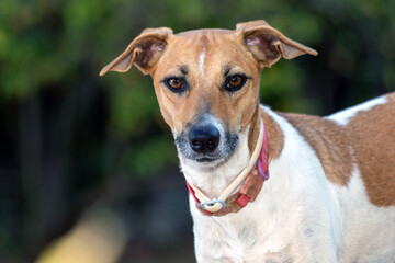 A white and brown spotted female dog, with pink collar, walking at the morning in the garden....