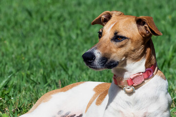 A female dog with pink collar lying on the grass in the garden under a strong sun. Hot day. Animal...
