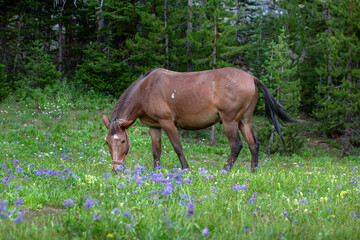 Obraz na płótnie Canvas Mule grazing on blooming wildflower and grass in a mountain meadow with evergreen trees in the background