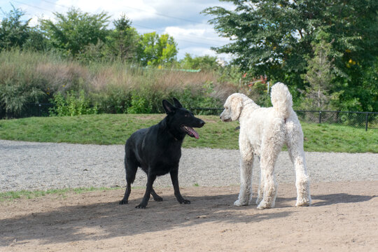 black german shepperd playing with a white giant poodle at the dog park 