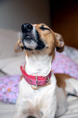 A female dog with a pink collar lazily wakes up after a nap in her owners bed. Animal life Pet...