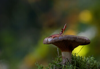 Deadly poisonous mushroom Paxillus involutus in beautiful backlight
