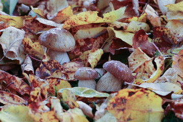 cèpes sous les feuilles 