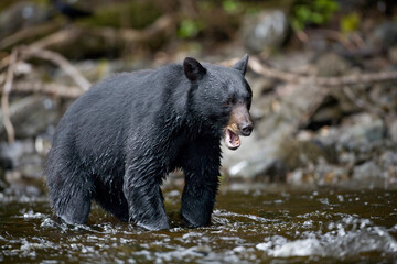 Obraz na płótnie Canvas Black Bear Threat Display, Alaska