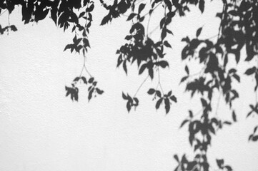 Wall grunge white concrete with sunlight, shadow of black,gery leaves background. Dirty,dust wall concrete texture and space for text or abstract backdrop.
