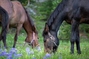 Mules grazing in wildflower and grass meadow after packing equipment