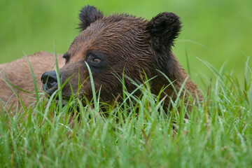 Brown Bear, Misty Fiords National Monument, Alaska