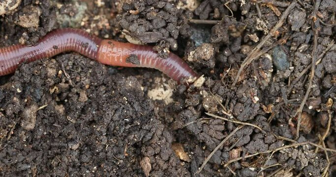 Vermicompost (vermi-compost), Vermicomposting waste and make nutrient-rich "worm manure"