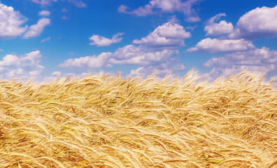 Wheat field in the rays of the summer sun, closeup, rich harvest concept. Rural scenery