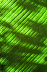 Close up sunlight through green leaves,palm leaf background. Light and shadow on tropical leaf natural pattern for wallpaper, spring ,summer detail or abstract texture backdrop.