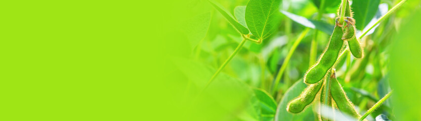 Agricultural banner template, background with space for text - unripe green soybean pods, close-up, on the stem of a young plant, selective focus.
