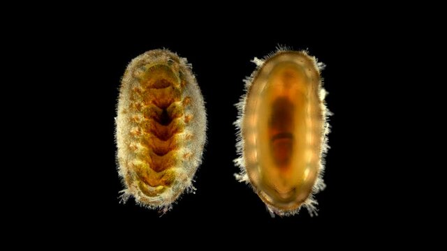 Mollusca Acanthochitona sp. under the microscope, class Polyplacophora, feeds on algae, possibly bryozoans. Found on rocks, boulders, or in rock crevices. Black Sea