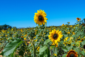 sun flawer yellow sky