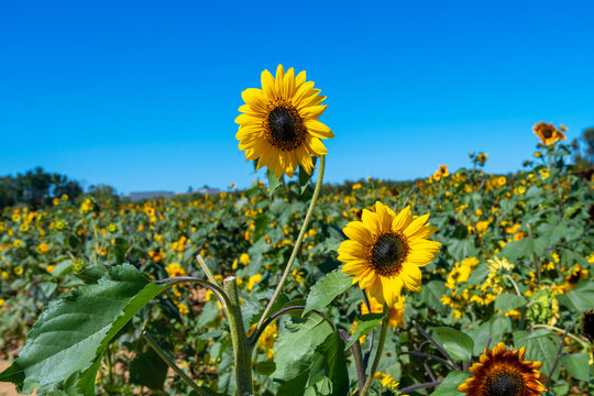 sun flawer yellow sky