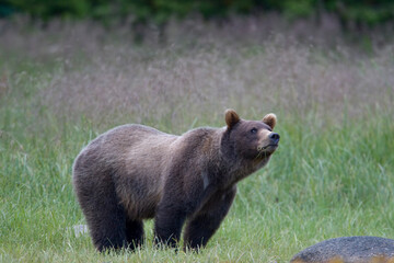 Brown Bear Cub along Tideline, Alaska