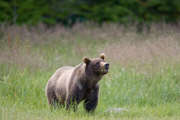 Brown Bear Feeding on Grass, Alaska