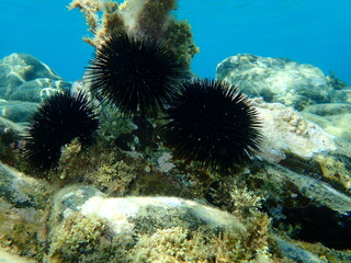 Black sea urchin (Arbacia lixula) undersea, Aegean Sea, Greece, Halkidiki