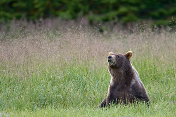 Fototapeta premium Brown Bear Feeding on Grass, Alaska