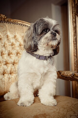 Shih Tzu Pedigree Dog