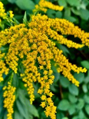 yellow flowers in the garden