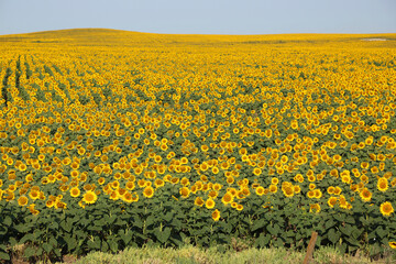 Sunflower hill - North Dakota