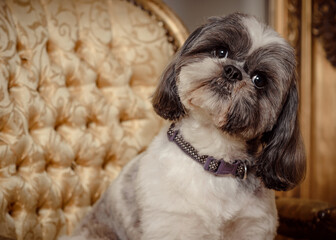 Shih Tzu Pedigree Dog