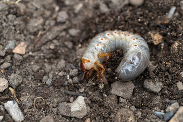 The cockchafer grub, Maybug grub or doodlebug grub 