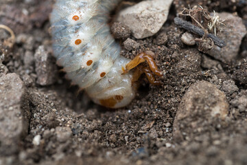 The cockchafer grub, Maybug grub or doodlebug grub 