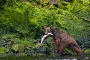 Brown Bear and Sockeye Salmon, Alaska