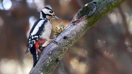 Dendrocopos major woodpecker ordinary, sitting on a dry branch and falls a cone.