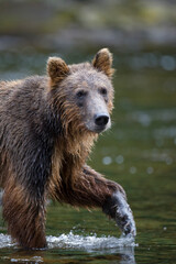Obraz premium Brown Bear along Pavlof Harbor, Alaska