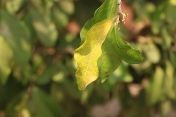 leaf macro
