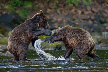 Obraz premium Brown Bear Sparring Freshwater Bay, Alaska
