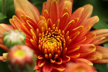 orange dahlia flower