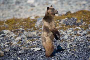 Brown Bears Standing Upright, Glacier Bay National Park, Alaska
